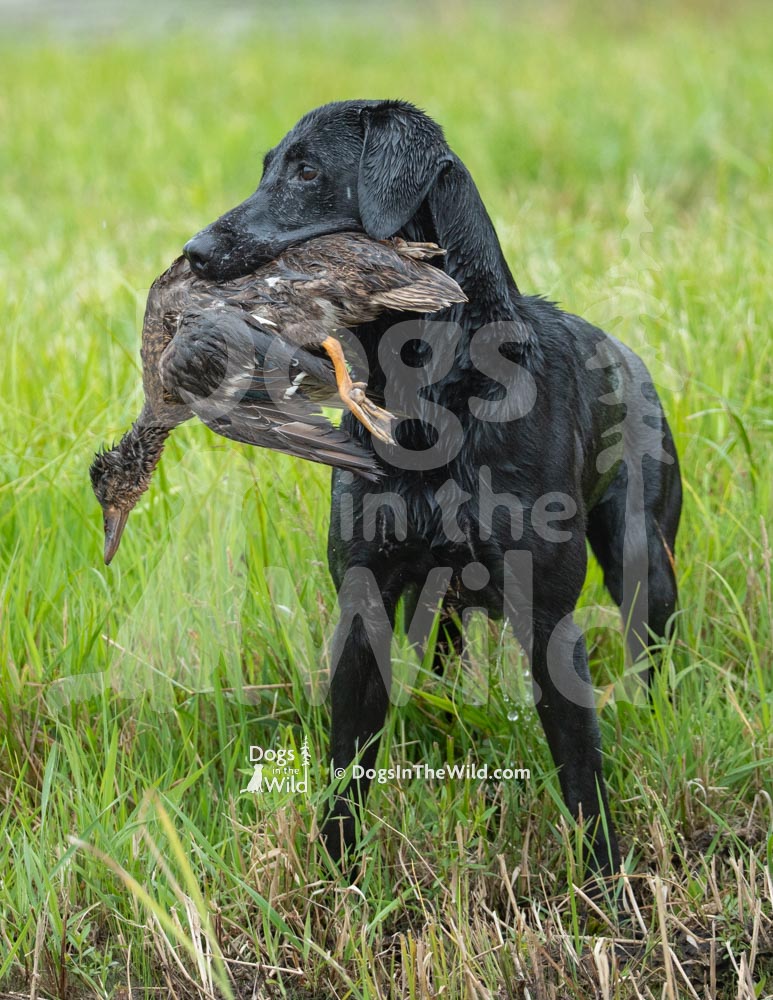 Maine Dog Photography - Black Labrador Retriever by Mike Hosier