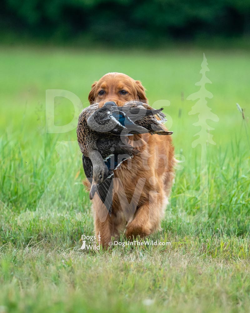 Maine Dog Photography - Field Golden Retriever by Mike Hosier