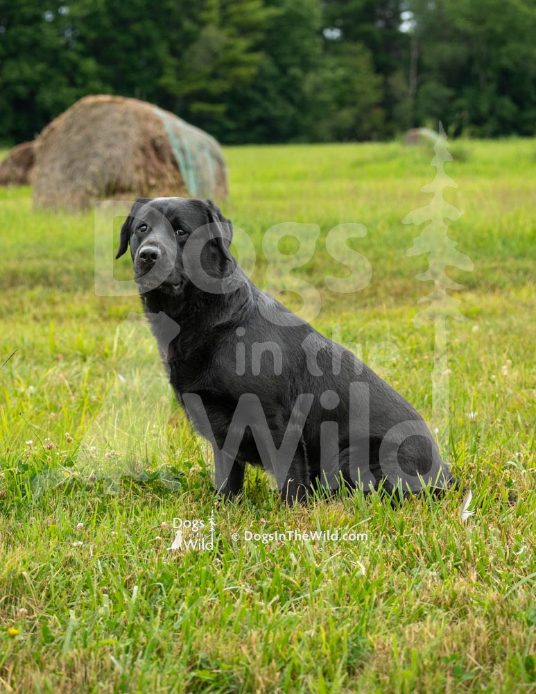 Maine Dog Photography - Hunt test Retriever by Mike Hosier