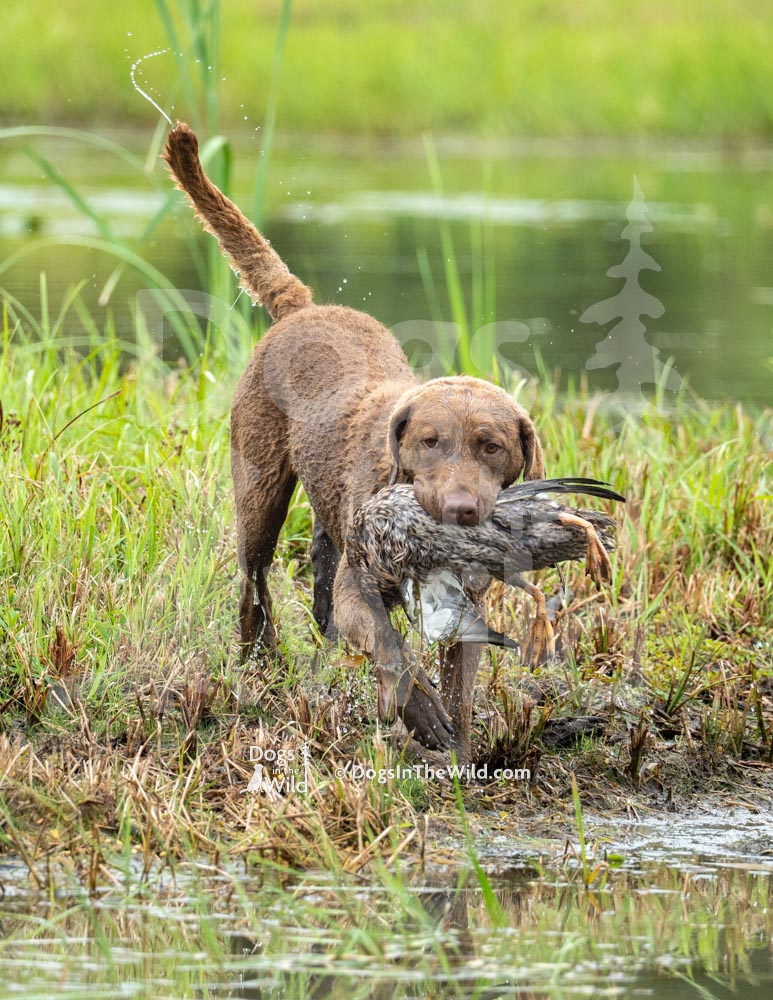 Maine Dog Photography - Chesapeake Bay Retriever by Mike Hosier