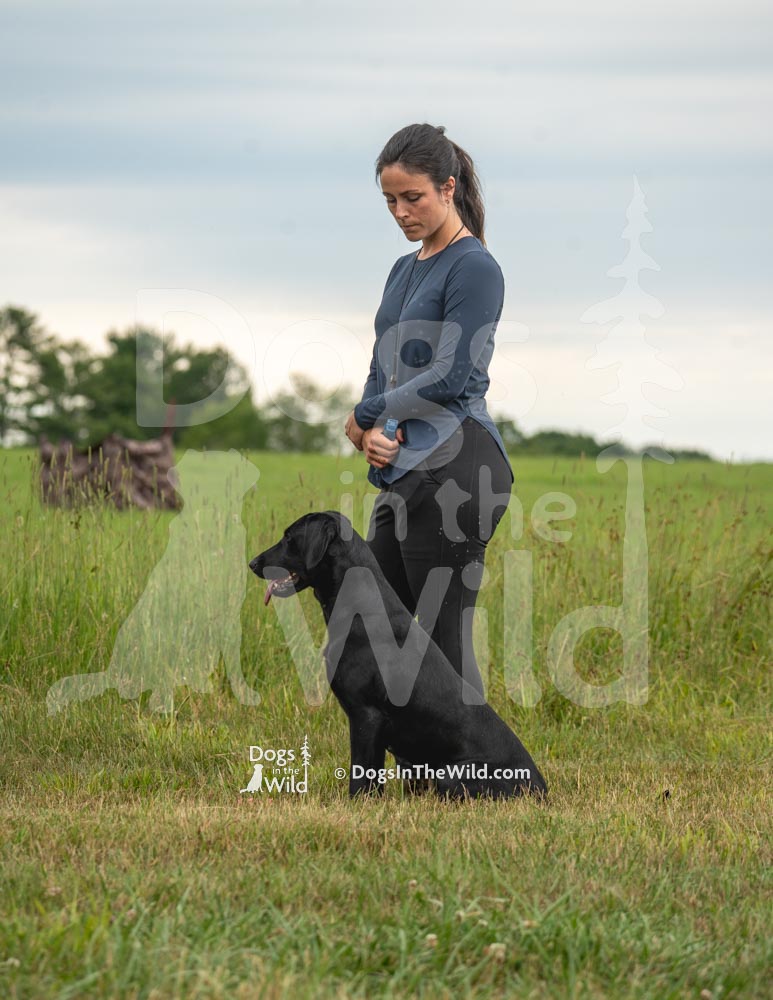 Maine Dog Photography - Black Labrador Retriever by Mike Hosier