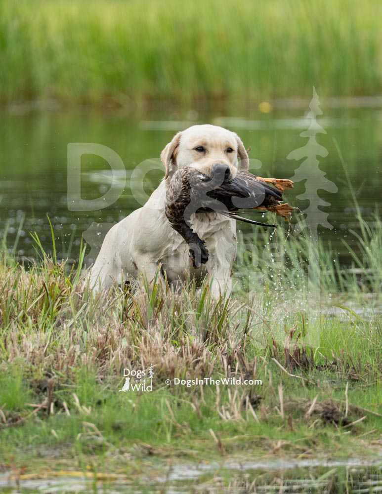 Maine Dog Photography - Yellow Labrador Retriever by Mike Hosier