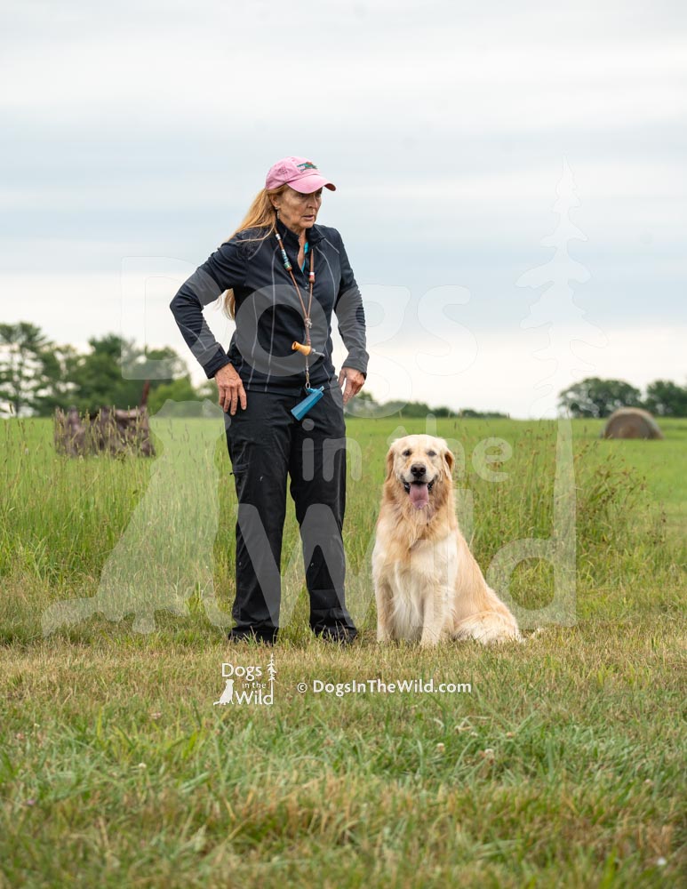 Maine Dog Photography - Golden Retriever by Mike Hosier