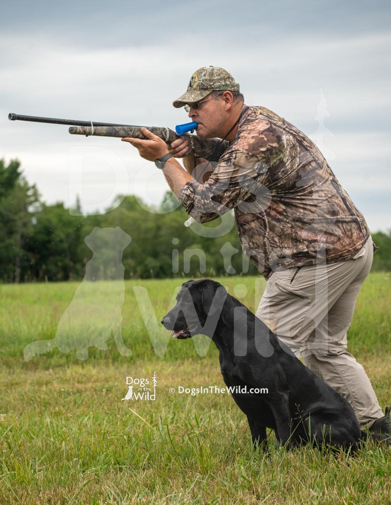 Hunting Black Lab, Maine Dog Photography by Mike Hosier