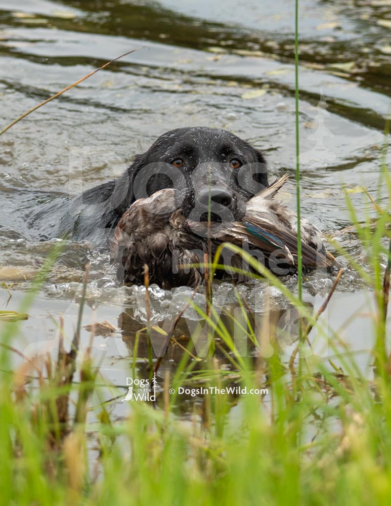 Hunting Black Lab, Maine Dog Photography by Mike Hosier