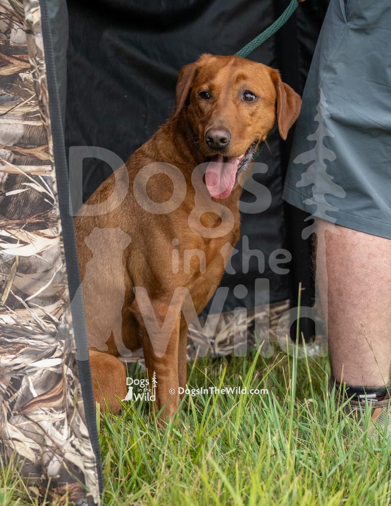 Maine Dog Photography - Retriever Hunt Test