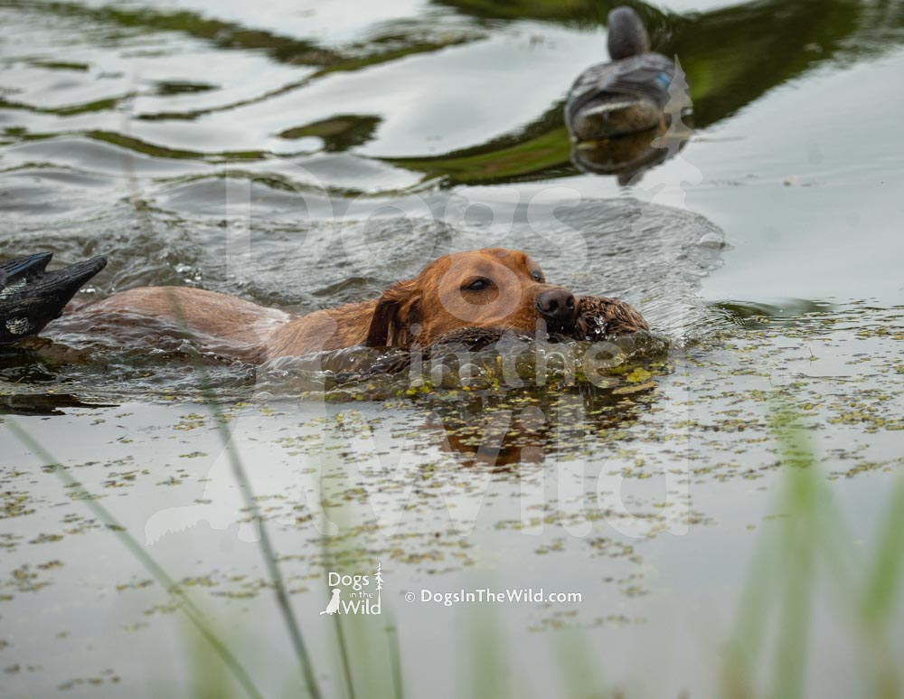 Maine Dog Photography - Retriever Hunt Test