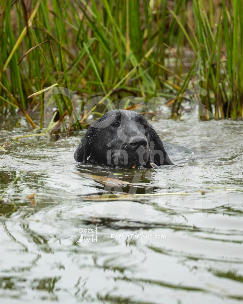 Hunting Black Lab, Maine Dog Photography by Mike Hosier