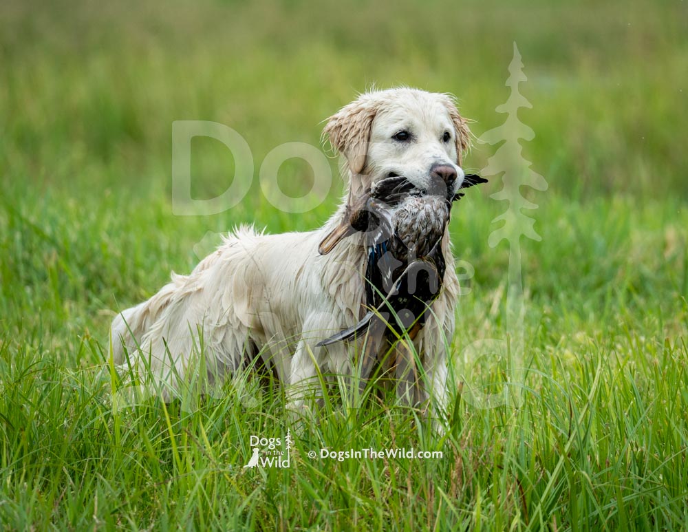 White Golden Retriever, Maine Dog Photography by Mike Hosier