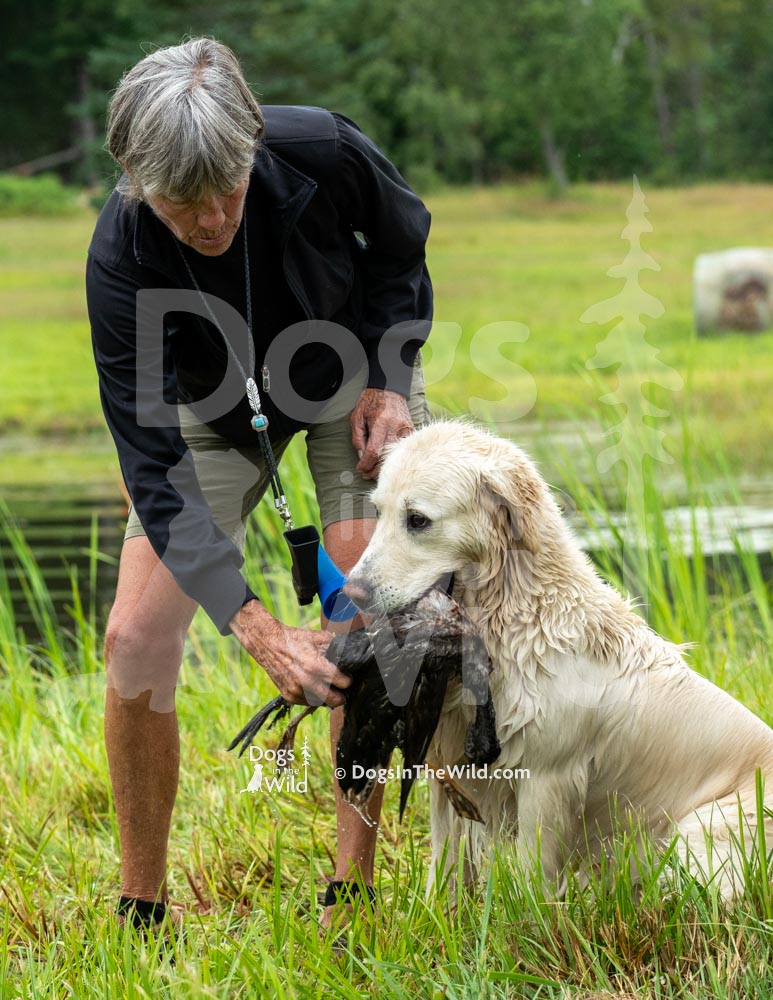 White Golden Retriever, Maine Dog Photography by Mike Hosier