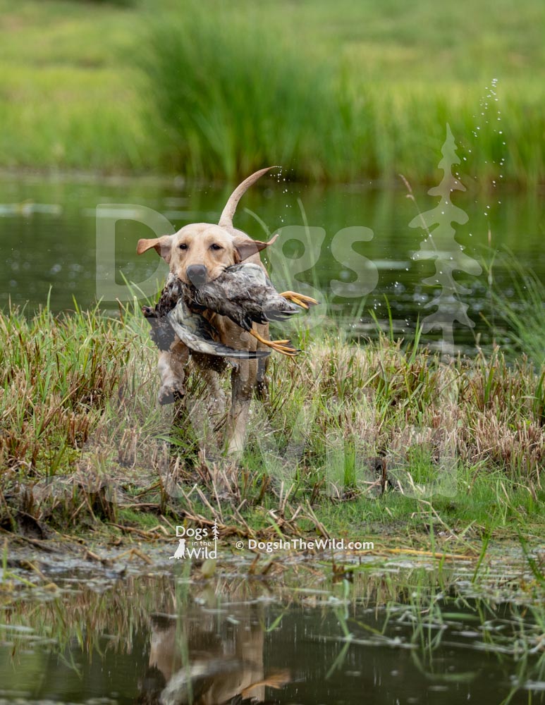 Maine Dog Photography - Retriever Hunt Test