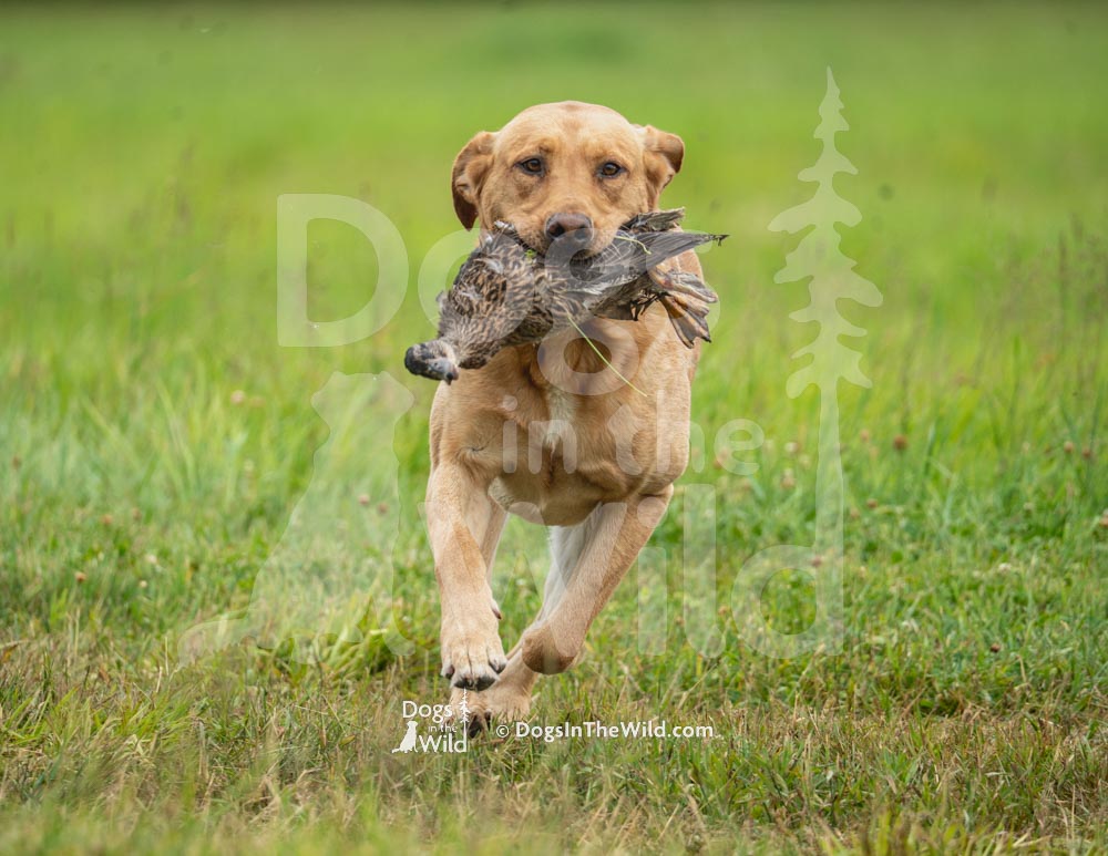 Maine Dog Photography - Retriever Hunt Test