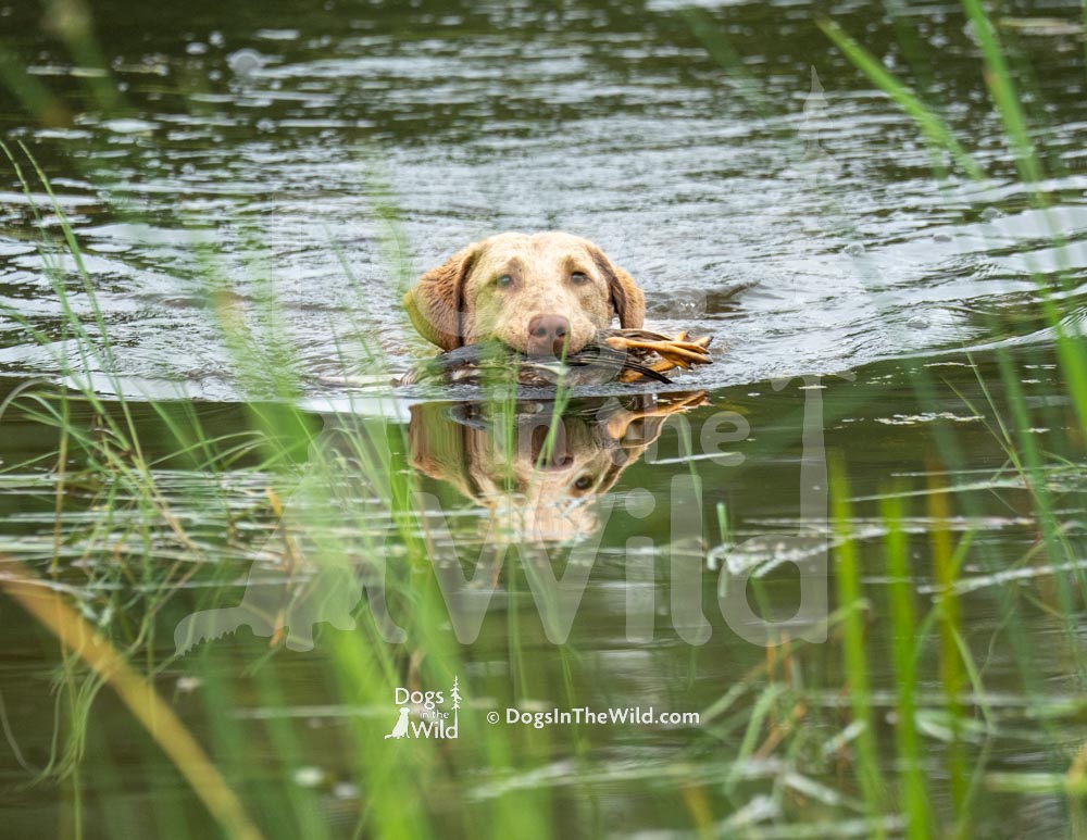 Maine Dog Photography - Retriever Hunt Test by Mike Hosier