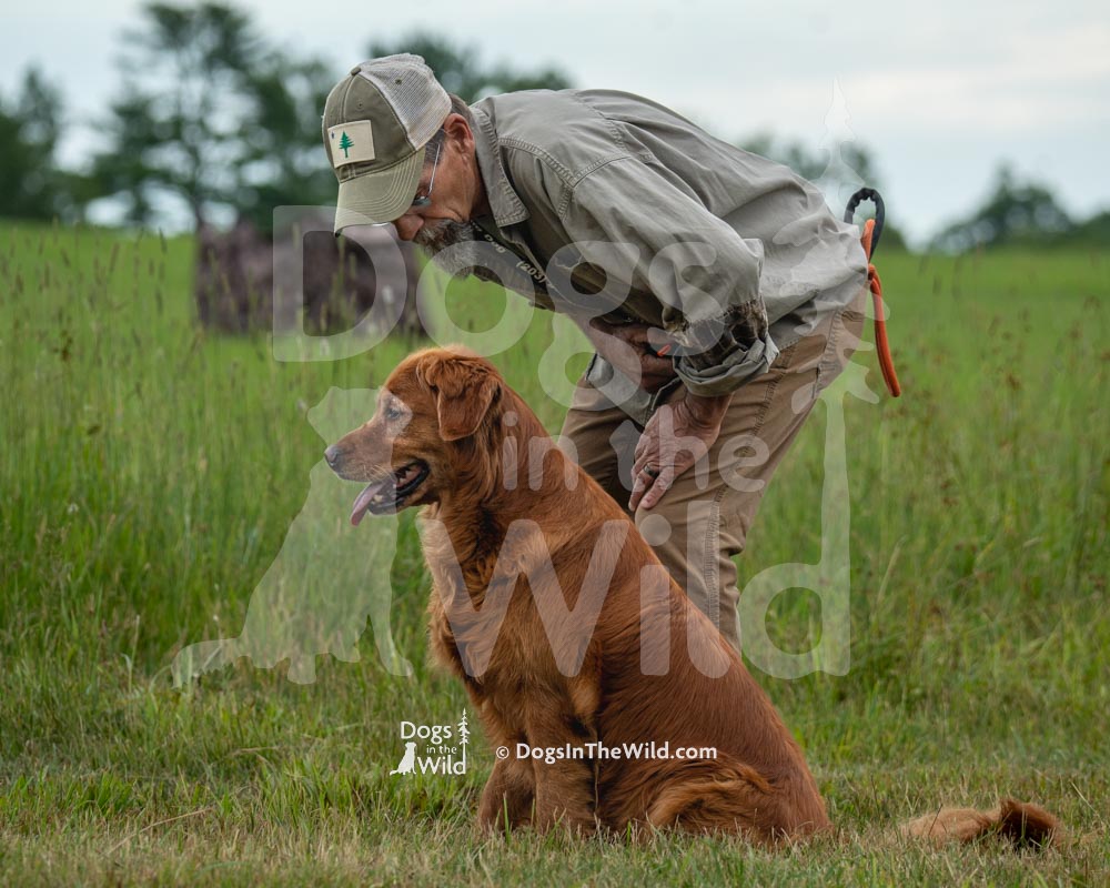 Maine Dog Photography - Retriever Hunt Test by Mike Hosier