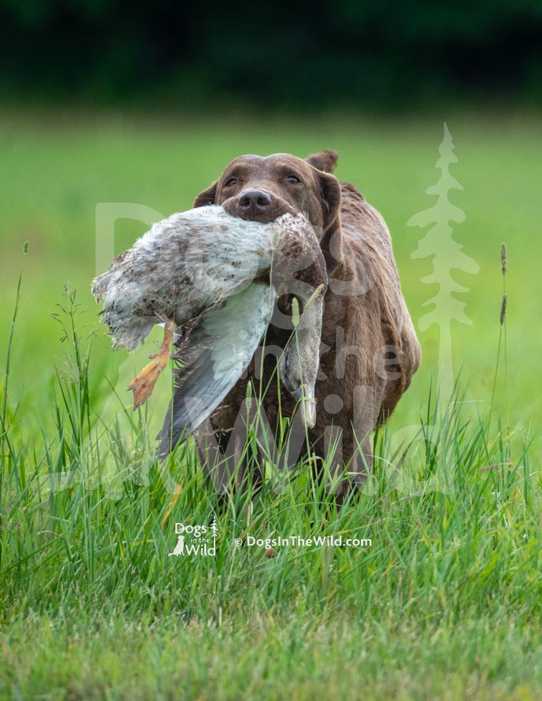 Maine Dog Photography - Retriever Hunt Test by Mike Hosier