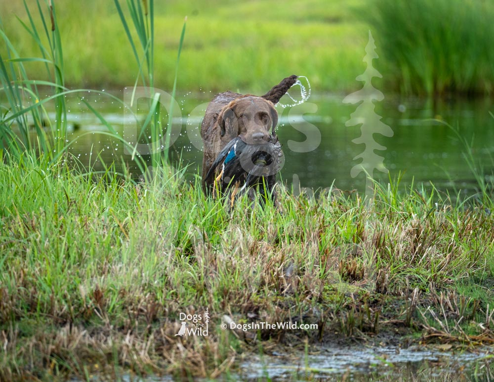 Maine Dog Photography - Retriever Hunt Test by Mike Hosier