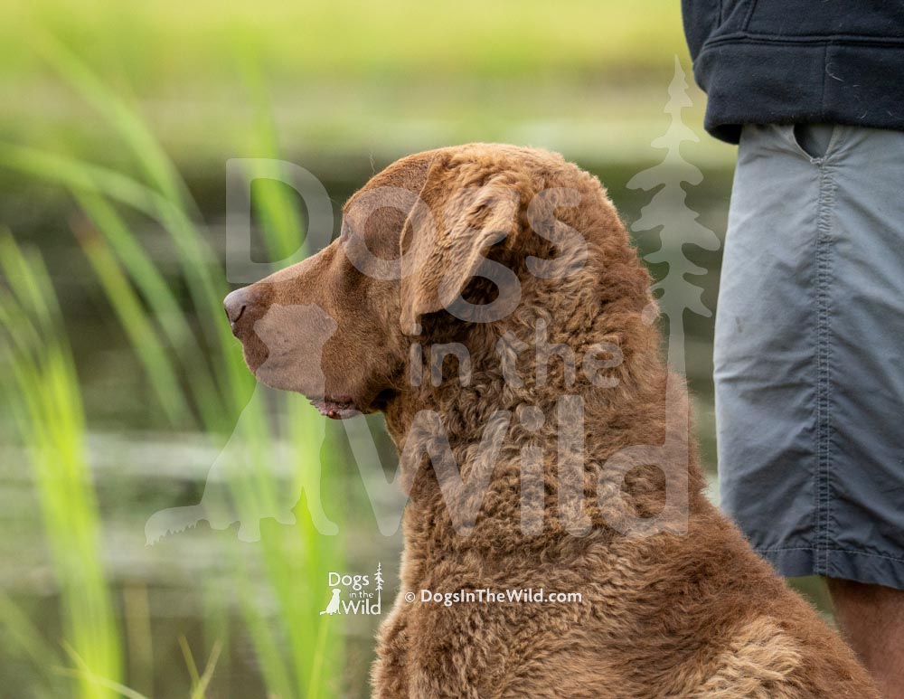 Maine Dog Photography - Chesapeake Bay Retriever by Mike Hosier