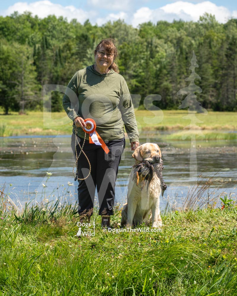 Penobscot Retriever Club, Master Hunter New Title, Yellow Labrador Retriever