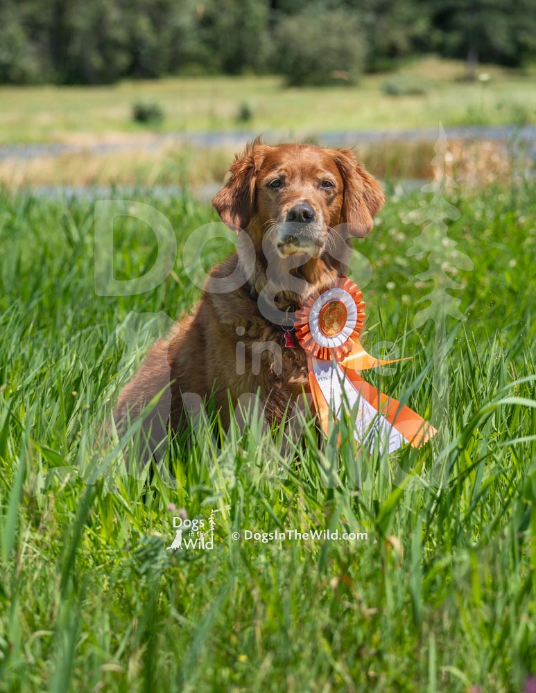 Penobscot Retriever Club, Master Dog New Title, Golden Retriever