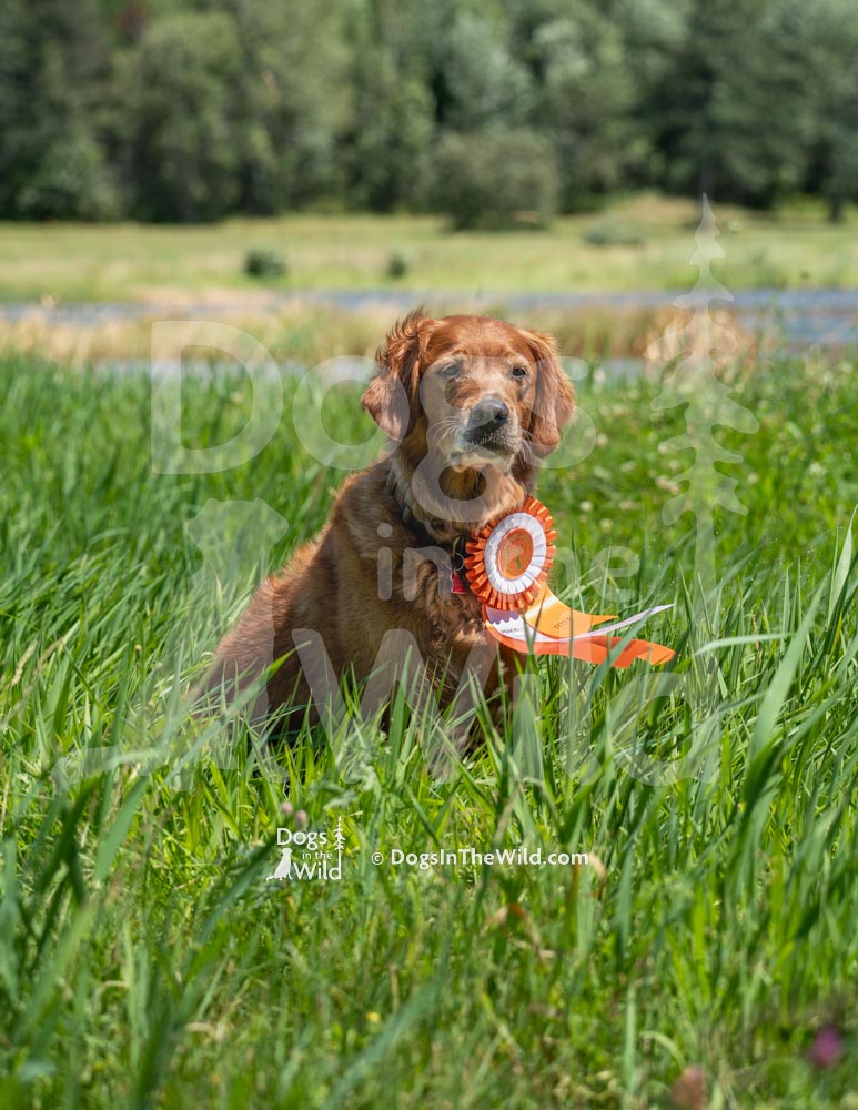 Penobscot Retriever Club, Master Dog New Title, Golden Retriever