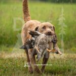 TEST-DOG-718-PRC-1