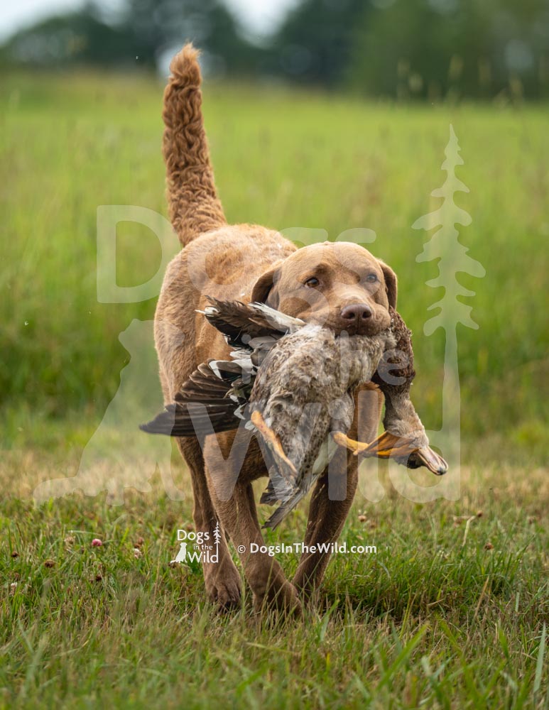 TEST-DOG-718-PRC-1