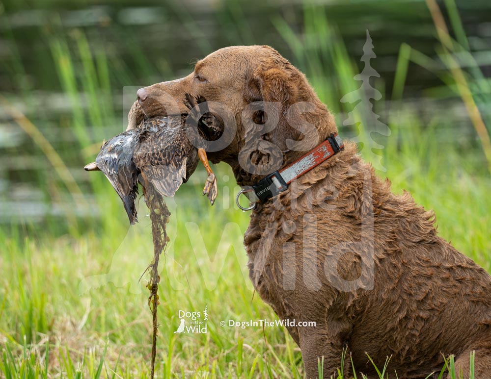 Maine Dog Photography - Chesapeake Bay Retriever by Mike Hosier