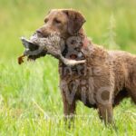 TEST-DOG-718-PRC-6