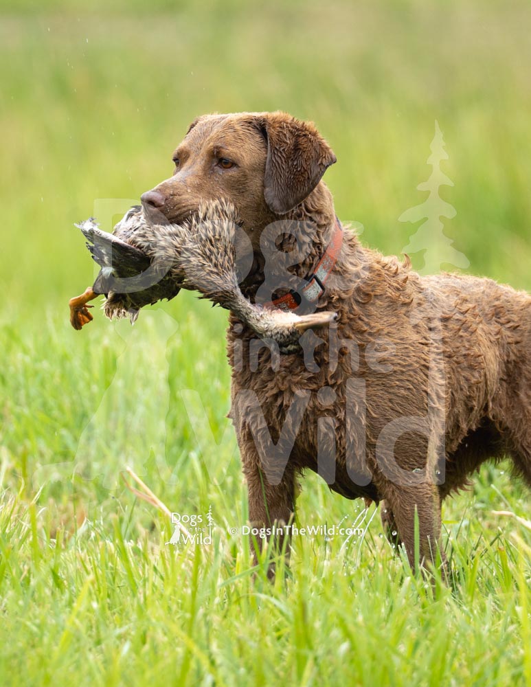Maine Dog Photography - Chesapeake Bay Retriever by Mike Hosier