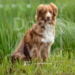 TEST-DOG-719-PRC-2