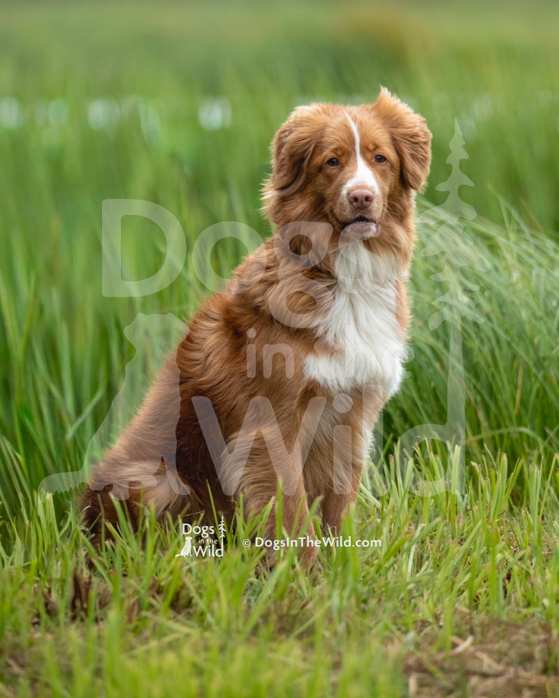 TEST-DOG-719-PRC-2