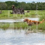 TEST-DOG-719-PRC-4