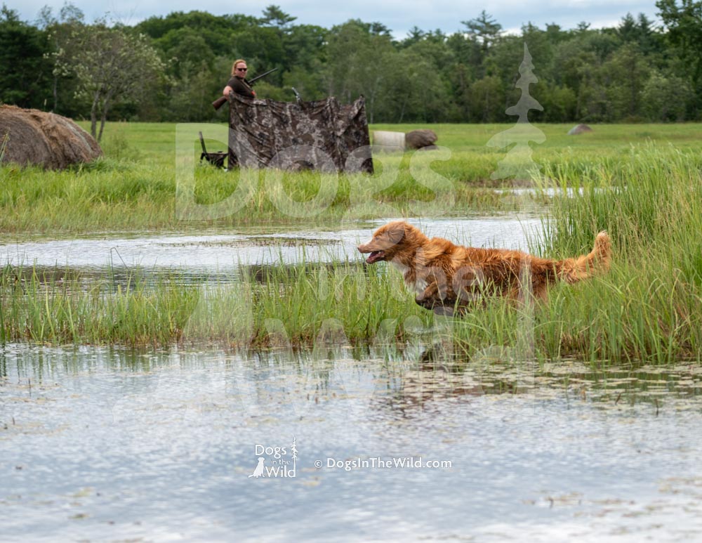 TEST-DOG-719-PRC-4