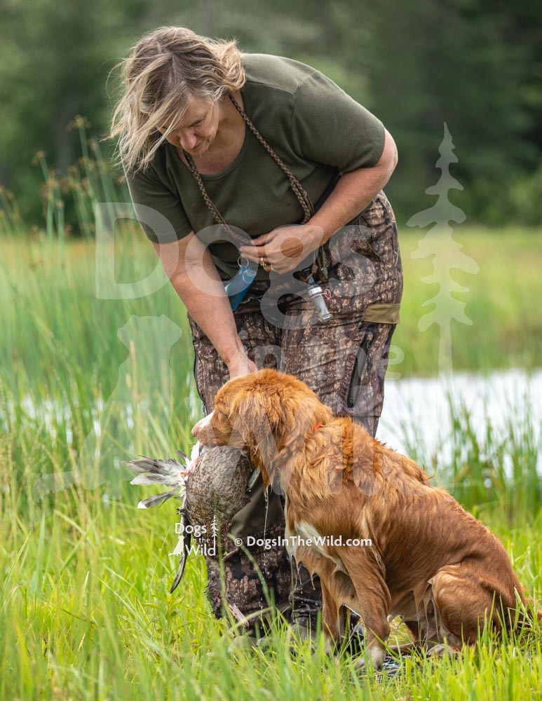 Penobscot Retriever Club, Nova Scotia Duck Toller by Mike Hosier