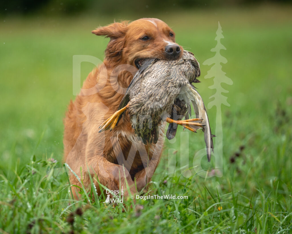 Kelakye High Flyer (Birdie), Cheryl Runyan - Golden Retriever Hunt Test Photo