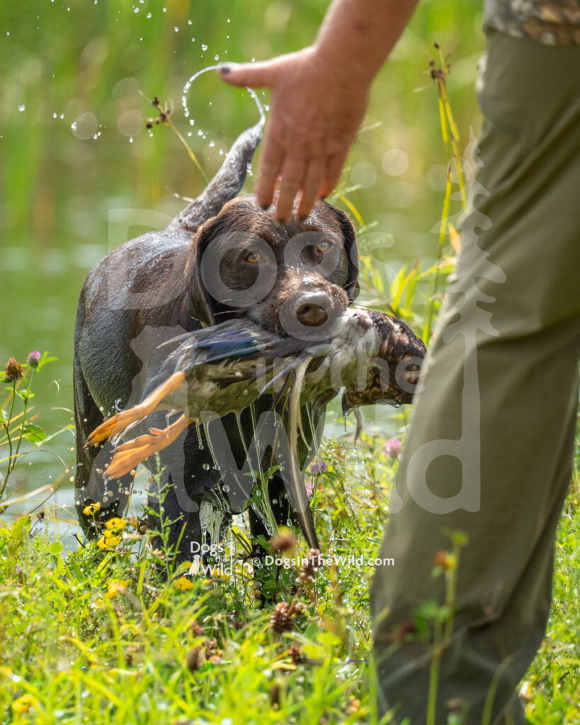 Bittersweet's Nut Brown Maid (Meg), Susan Brownell - Chocolate Labrador Retriever Hunt Test Photo