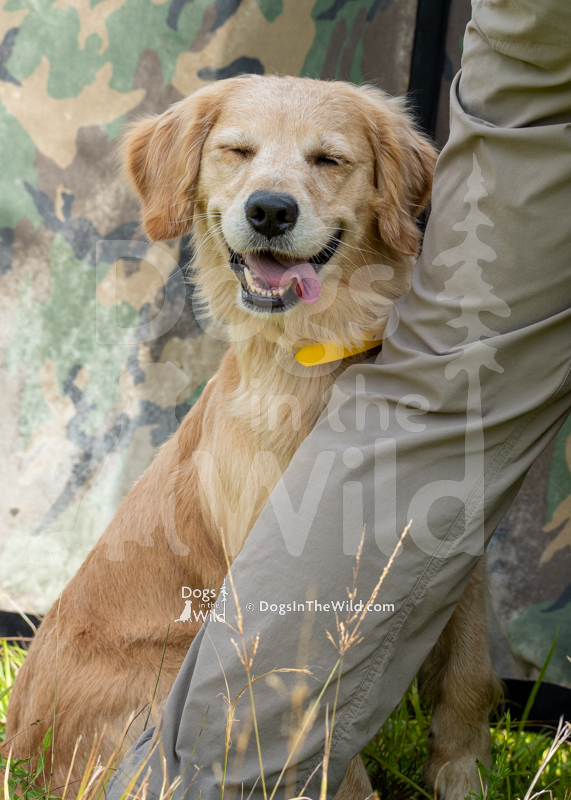 Southstar's Going to Carolina BN JH WC (Taylor), Diane Blackman - Golden Retriever Hunt Test Photo