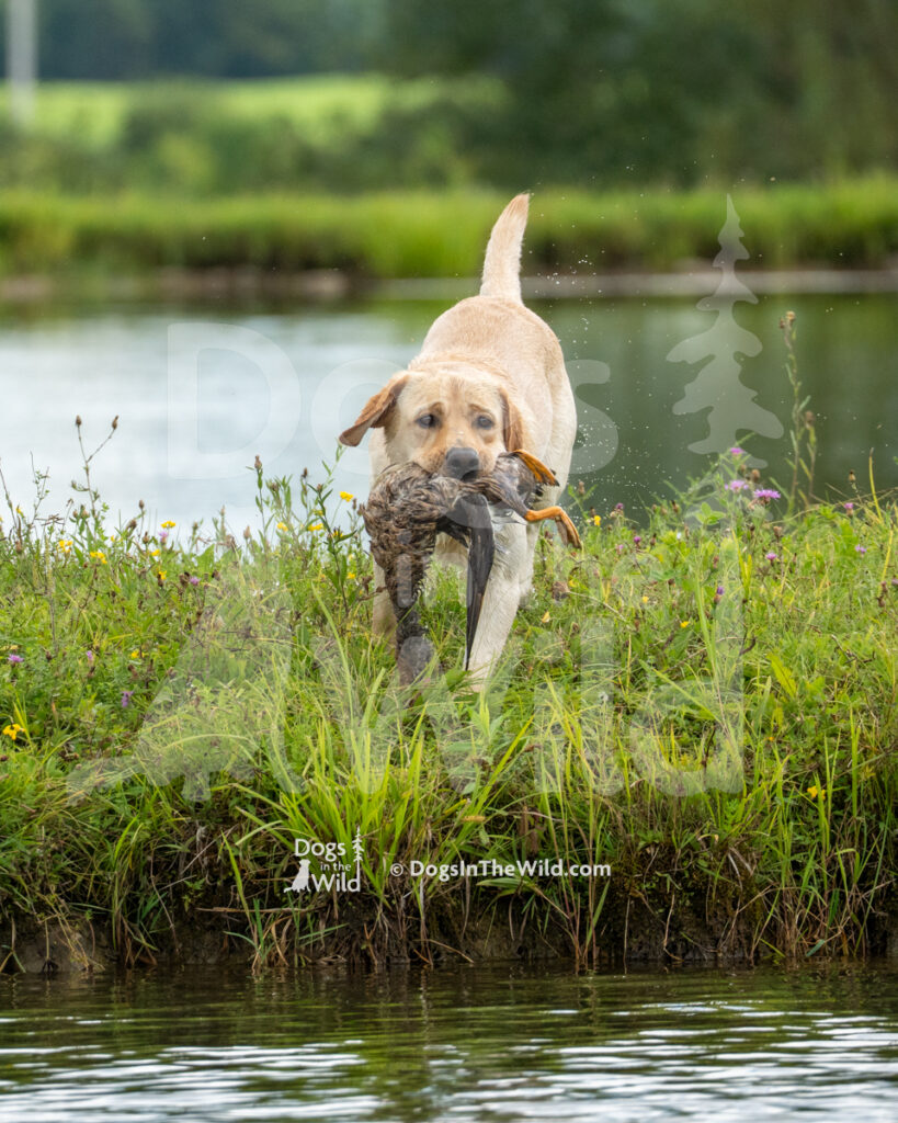 Elmwood Grace Farms Miles JH (Miles), Wendy Longden, Gene Longden, Yellow Labrador Retriever Hunt Test Photo