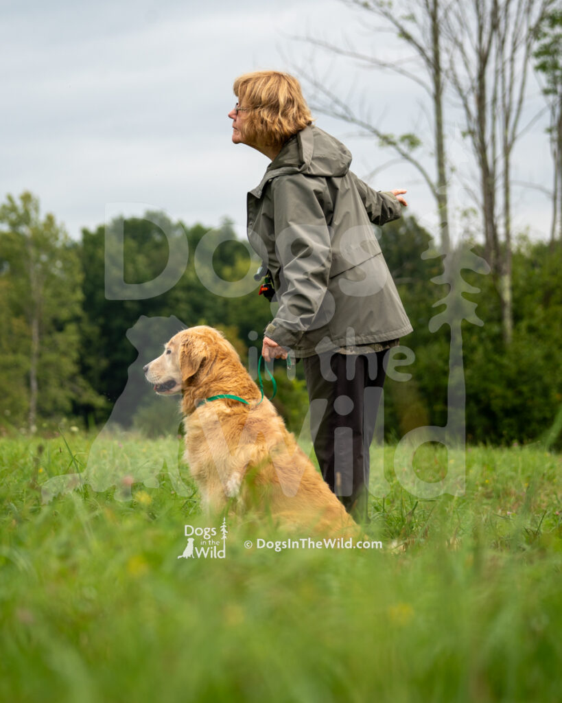 Honora's Wellfleet Blue Wave Babe (Babe), Nora Hayes Golden Retriever Hunt Test Photo