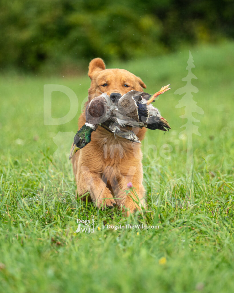Belle Terre In Hot Pursuit (Chaser), Rebecca Byrns - Golden Retriever Hunt Test Photo