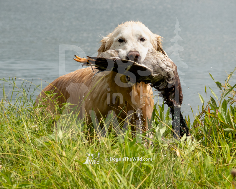 Gaylan's Northern Lights (Rory), Diane Blackman - Golden Retriever Hunt Test Photo