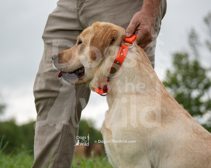 Ironworks Stay In Your Lane (Laney), Kristin Andrews - Yellow Labrador Retriever Hunt Test Photo