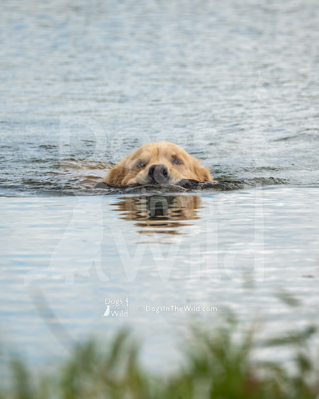 Honora's Born to Run (Boss), Nora Hayes - Golden Retriever Hunt Test Photo