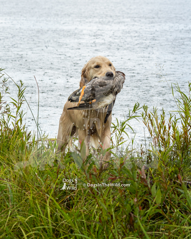 Southstar's Party in the U.S.A. WC (Miley), Diane Blackman - Golden Retriever Hunt Test Photo