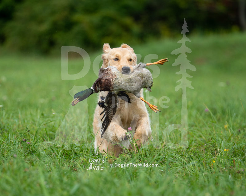 Southstar's Revvin' Up The Party (Szybka), Jennifer Pivovar - Golden Retriever Hunt Test Photo