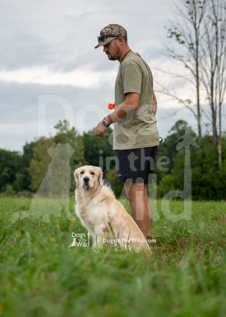 Casper Rathbone (Casper), Michael Rathbone - Golden Retriever Hunt Test Photo