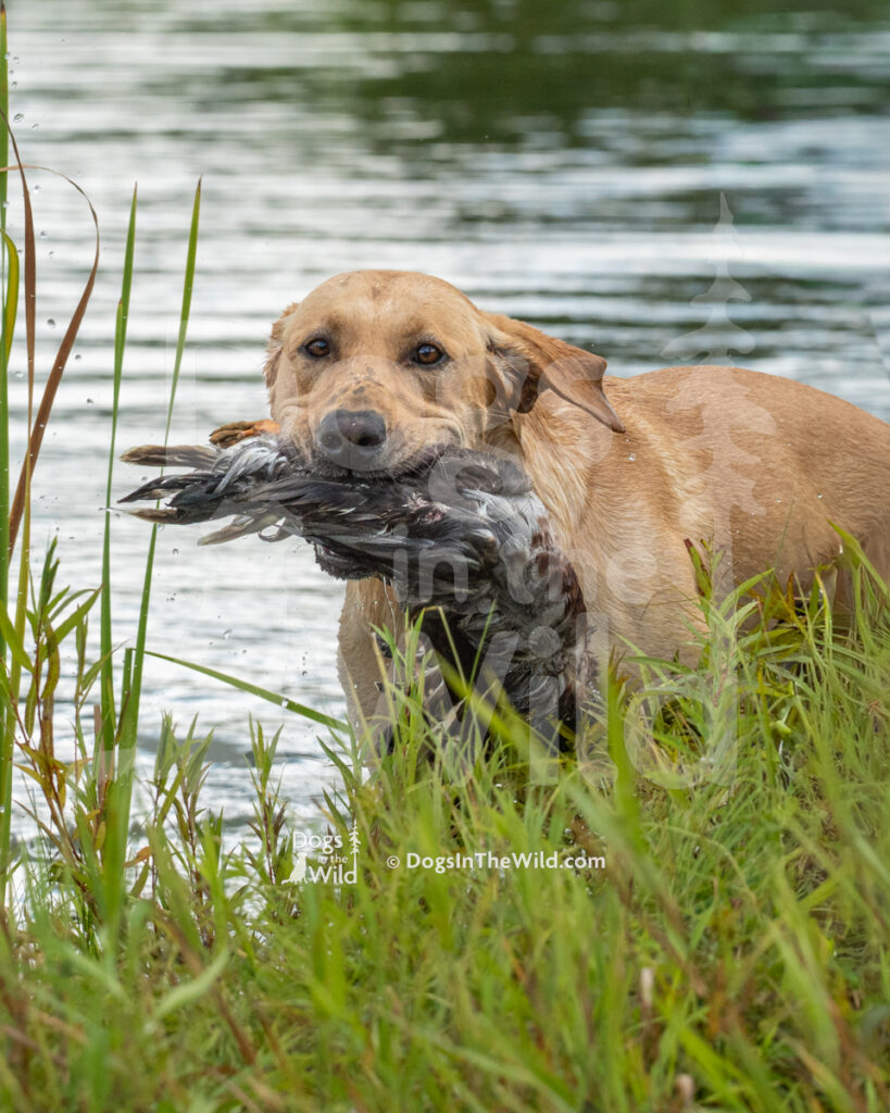 Saabi-Sil'sTimbered BlackSheep Supreme (Primo), Jon Mayhew - Yellow Labrador Retriever Hunt Test Photo