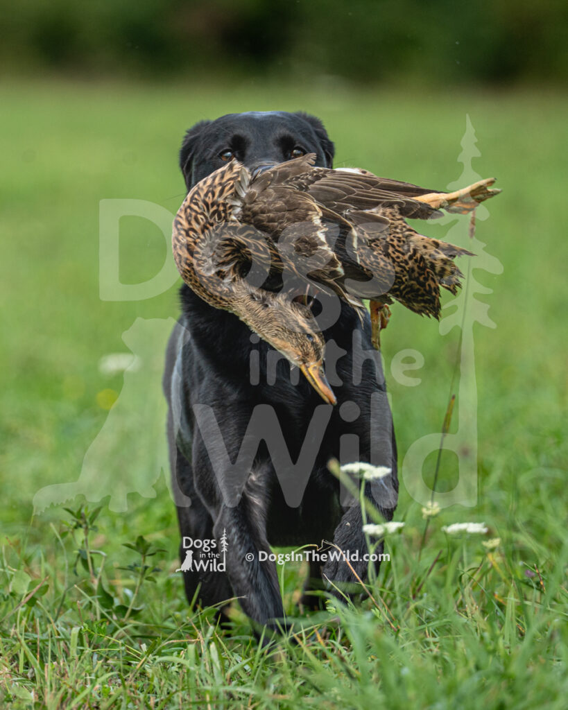 Rockin rebel rilee (Rilee), Lee Hutchins - Black Labrador Retriever Hunt Test Photo