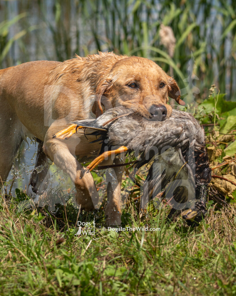 Peak Performance's Dakota (Dakota), Renee Adsitt-Pettey - Yellow Labrador Retriever Hunt Test Photography