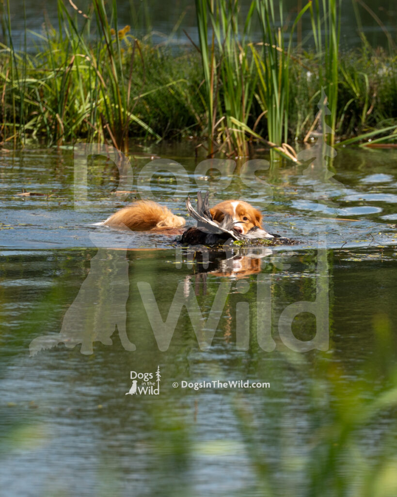 Saranac's Higher Place CDX RE JH BCAT CGCA TKI WCX VCX (Journey), Jov Annunziato - Nova Scotia Duck Tolling Retriever Hunt Test